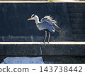 A grey heron in Inagawa brushes off dust from its body. 143738442