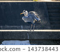 A grey heron in Inagawa brushes off dust from its body. 143738443