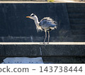A grey heron in Inagawa brushes off dust from its body. 143738444