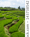 Green Rice Terraces at Pa Bong Piang in Chiang Mai Thailand 143738542