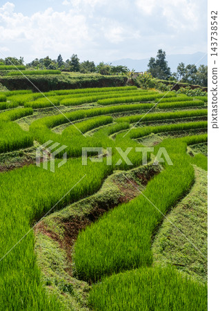 Green Rice Terraces at Pa Bong Piang in Chiang Mai Thailand Green Rice Terraces at Pa Bong Piang in Chiang Mai Thailand 143738542