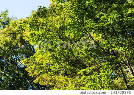 袖浦公園初秋時節的花卉和水景 袖浦公園初秋時節的花卉和水景 143738578