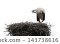 White Storks on Nest Displaying Breeding Behavior 143738616