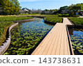 Early autumn scenery of flowers and waterside in Sodegaura Park 143738631