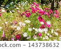 Early autumn scenery of flowers and waterside in Sodegaura Park 143738632
