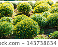 Early autumn scenery of flowers and waterside in Sodegaura Park 143738634