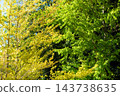Early autumn scenery of flowers and waterside in Sodegaura Park 143738635
