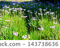 Early autumn scenery of flowers and waterside in Sodegaura Park 143738636