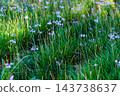Early autumn scenery of flowers and waterside in Sodegaura Park 143738637