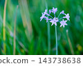 Early autumn scenery of flowers and waterside in Sodegaura Park 143738638