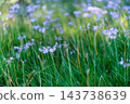 Early autumn scenery of flowers and waterside in Sodegaura Park 143738639