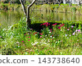 Early autumn scenery of flowers and waterside in Sodegaura Park 143738640