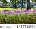 Early autumn scenery of flowers and waterside in Sodegaura Park 143738641