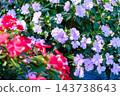 Early autumn scenery of flowers and waterside in Sodegaura Park 143738643