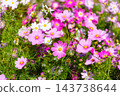 Early autumn scenery of flowers and waterside in Sodegaura Park 143738644