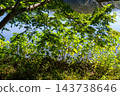 Early autumn scenery of flowers and waterside in Sodegaura Park 143738646