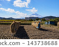 Rice fields after the harvest and Mount Fuji 143738688