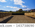 Rice fields after the harvest and Mount Fuji 143738690