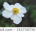 白花日本銀蓮花 143738730