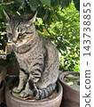 A tabby cat I encountered while out for a walk, sitting on a wooden pot. 143738855