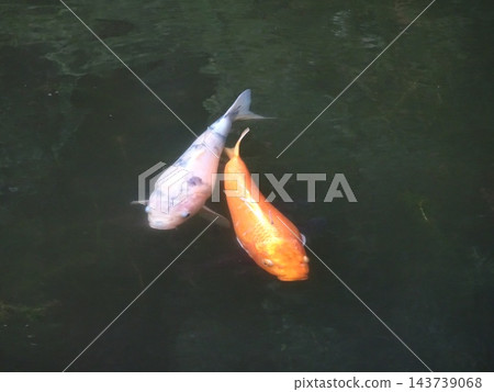 成相寺的鯉魚 成相寺的鯉魚 143739068