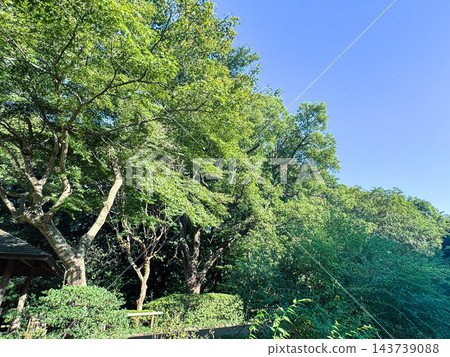 公園裡晴空萬裡,樹木蔥。 公園裡晴空萬裡,樹木蔥。 143739088