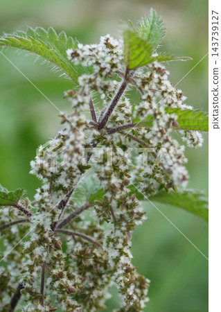 Close-up of blooming stinging nettle plant, Urtica dioica, with small white flowers and jagged green leaves in natural outdoor Close-up of blooming stinging nettle plant, Urtica dioica, with small white flowers and jagged green leaves in natural outdoor 143739127