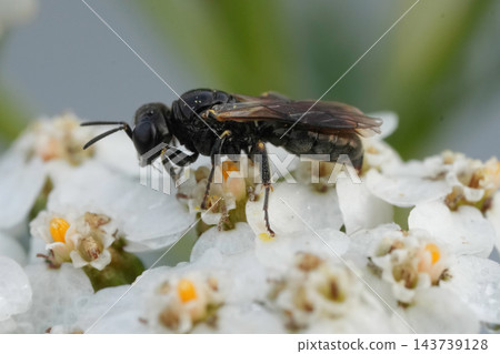 Closeup on a small dark square headed wasp, Lindenius albilabris feeding on white flowering Common Yarrow, Achillea millefolium 143739128