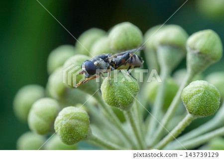 Closeup on a Thick-legged hoverfly, Syritta pipiens feding on flowering Ivy in the garden 143739129