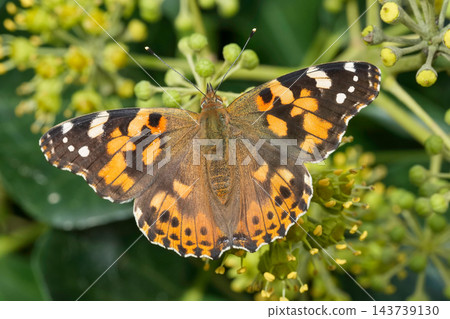 Painted lady butterfly, Vanessa cardui resting on green ivy flowers displaying vibrant orange and black patterned wings in nature Painted lady butterfly, Vanessa cardui resting on green ivy flowers displaying vibrant orange and black patterned wings in nature 143739130