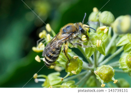 Closeup on a female Ivy bee, Colletes hederae feeding on it's flowering host plant in the late summer Closeup on a female Ivy bee, Colletes hederae feeding on it's flowering host plant in the late summer 143739131