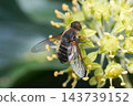 Closeup on the rare Hottentot Bee Fly, Villa hotentotta feeding on a flowering Ivy in the garden 143739152