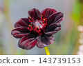 Close-up of stunning dark Chocolate Cosmos atrosanguineus flower blooming outdoors in a garden setting with soft natural daylight 143739153