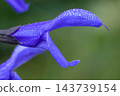 Macro shot of vibrant blue sage flower covered in morning dew drops in a lush garden setting during springtime 143739154