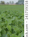 Fresh green field with growing vegetable Cabbage crops, Brassica oleracea, rural landscape daylight setting, agriculture projects 143739158