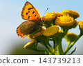 An orange Small copper butterfly, Lycaena phlaeas resting gently on bright yellow wildflowers outdoors under clear blue summer sky 143739213