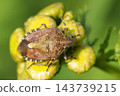 Close up photo of Hairy shield bug, Dolycoris baccarum scientifically known as Pentatomoidea, resting on vibrant green plant buds 143739215