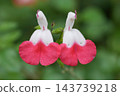 Close-up of bright pink and white hot lips sage, Salvia microphylla flowers with morning dew drops against a soft green garden 143739218