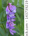 Close-up of a cow vetch wildflower, Vicia cracca, displaying delicate purple petals and lush green foliage in natural light 143739219