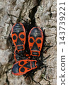 Firebugs Pyrrhocoris apterus insects cluster on rough tree bark surface in natural forest environment with red and black pattern 143739221