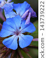 Close-up of vibrant blue leadwort flowers, Plumbago or Ceratostigma plumbaginoides, blooming brightly in a sunny garden 143739222