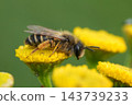Female Yellow-legged mining bee, Andrena flavipes gathering pollen on bright yellow Tansy flower in a natural green garden 143739233