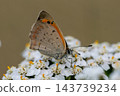 Small Copper butterfly Lycaena phlaeas perched on white yarrow flower Achillea millefolium in a meadow on a calm day 143739234
