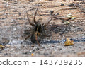 Wolf spider Pardosa species resting on textured wooden surface outdoors in natural habitat close up macro view detail shot 143739235