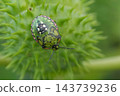 Southern Green shield bug nymph, Nezara viridula nymph resting on a thorny green seed pod in nature during summer 143739236