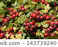Fresh red hawthorn berries, common hawthorn or Crataegus monogyna, hanging on lush green branches in a vibrant autumn park 143739240