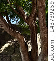 Light and shadow of a large tree 143739259