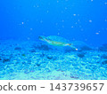 Green sea turtle swimming in the blue ocean: Underwater photographs 143739657