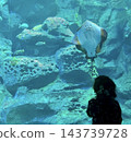 A child's back as they gaze at a stingray at the aquarium. 143739728