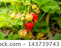 Strawberries beginning to change color 143739743